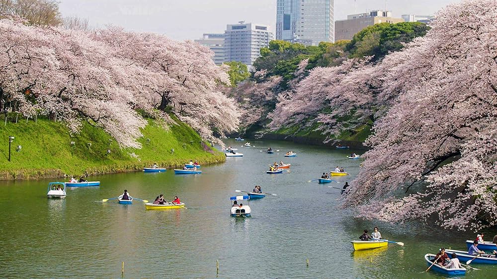 Amazon.co.jp: 4K さくら HDR 春を彩る 華やかな桜のある風景